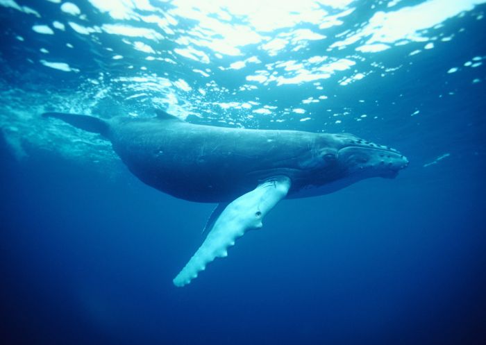 Humpback Whale, Coffs Harbour 