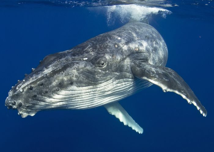 Humpback whale in Merimbula, Sapphire Coast