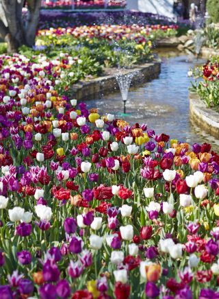 Tulip Time - one of Australia's oldest and leading floral festivals blooms, Bowral