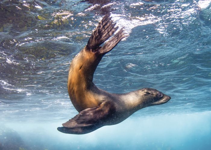 Seal swimming off Montague Island