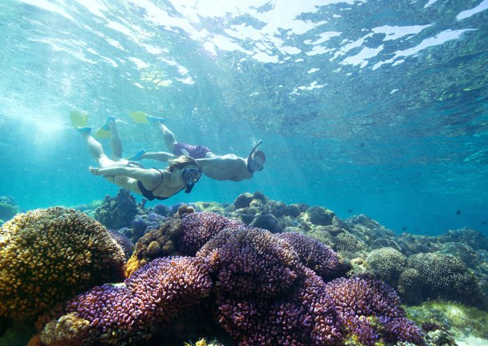 Snorkelling off Lord Howe Island Snorkelling off Lord Howe Island