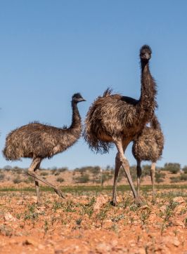 Mob of emus at Sturt National Park, Tibooburra