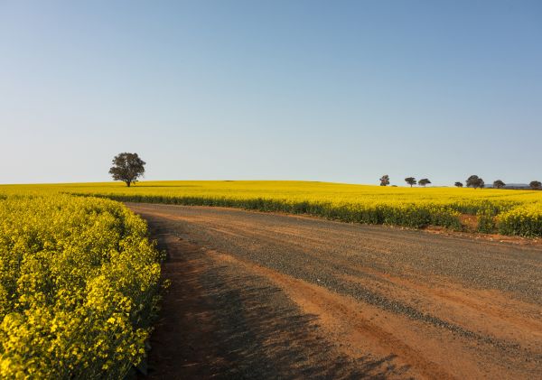 Canola Trail, Temora