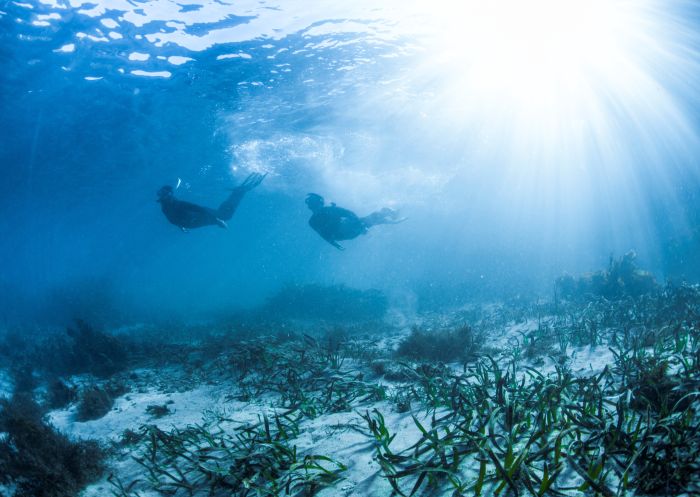 Couple snorkelling in Bushrangers Bay Aquatic Reserve, Shell Cove near Shellharbour, South Coast 