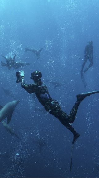 Man swimming with seals during a snorkelling tour with Dive Jervis Bay