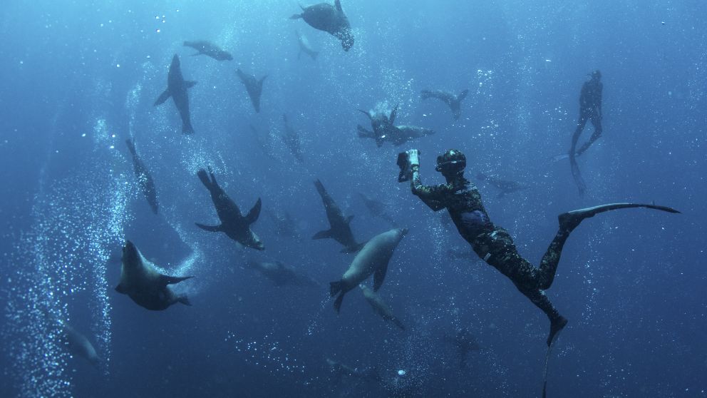 Man swimming with seals during a snorkelling tour with Dive Jervis Bay