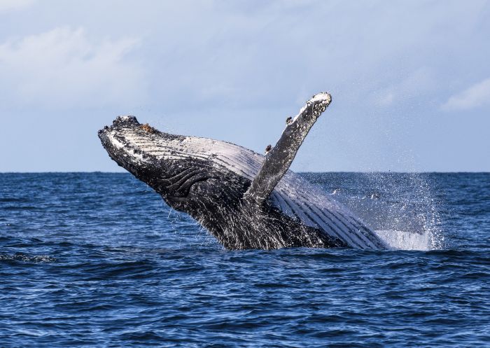 Humpback whale spotted breaching the waters in Jervis Bay during a swimming with whales tour with Dive Jervis Bay.