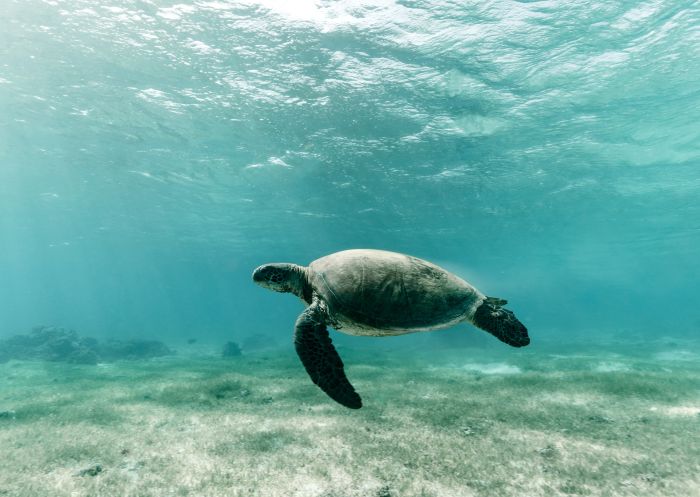 Turtle swimming in the clear blue waters off Lagoon Beach, Lord Howe Island.