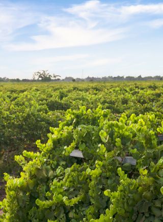 Couple enjoying a visit to Yarran Wines, Yenda