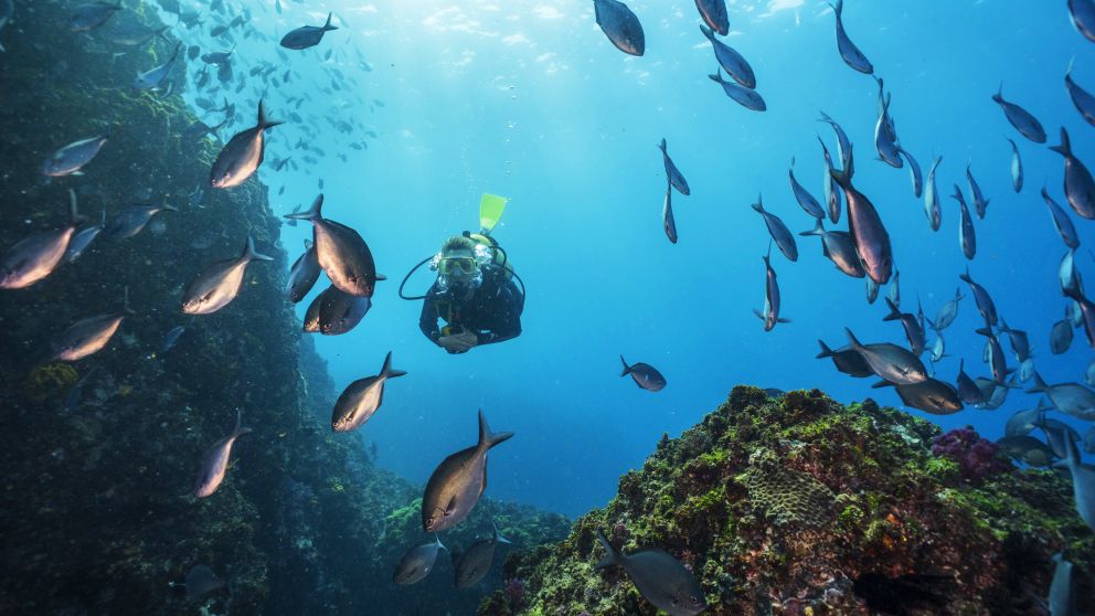 Scuba diver exploring the Julian Rocks dive site, Byron Bay