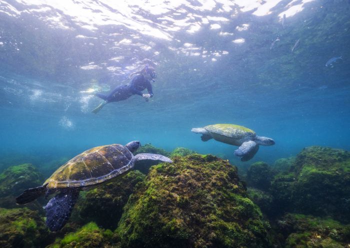 Local sea turtles around Cook Island - Fingal Head - North Coast Local sea turtles around Cook Island - Fingal Head - North Coast