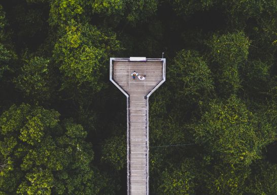 Aerial overlooking the Dorrigo Skywalk attraction in Dorrigo National Park