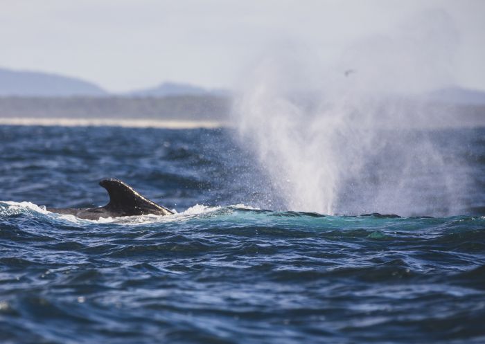Humpback whale migrating north off the coast of Yamba on the state's North Coast