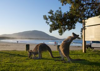 Diamond Head Campground - Crowdy Bay National Park