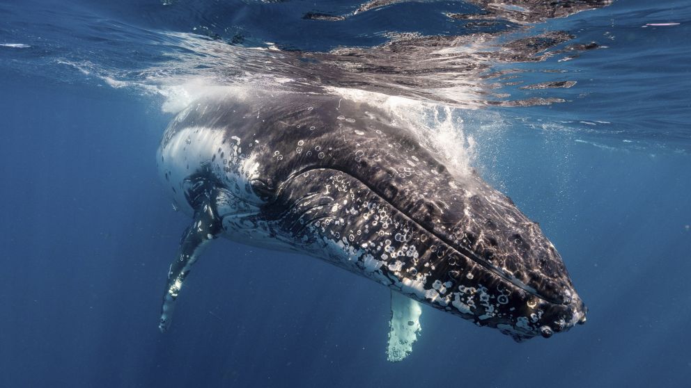 Humpback whale off Jervis Bay, South coast
