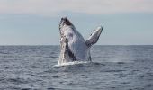 Humpback whale breaching off Jervis Bay on the south coast