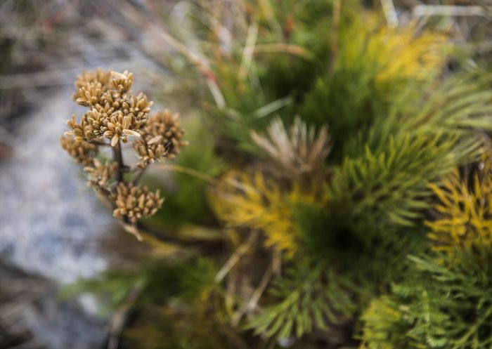 Flora in Kosciuszko National Park, Snowy Mountains
