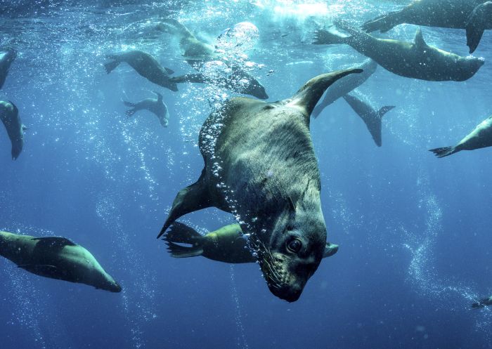 Dive Jervis Bay - diving with seals - South Coast - Credit Jordan Robins