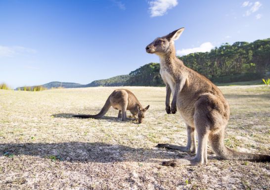 Kangaroos at Pebbly Beach in Bawley Point in Jervis Bay & Shoalhaven, South Coast