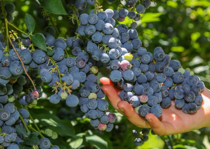 Clyde River Berry Farm, Mogood Berries at Clyde River Berry Farm, Mogood