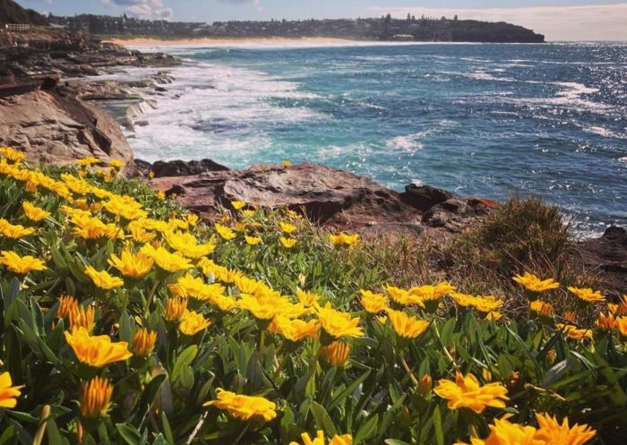 Trip Slow guided walk, Curl - Credit: Caroline Rutherford Curl Curl Boardwalk wildflowers on Trip Slow tour, Curl Curl