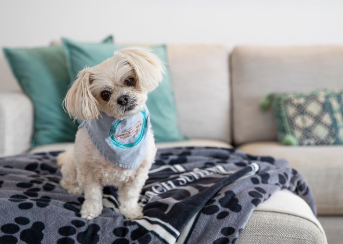 Beach Suites, Byron Bay - Credit: Kate Nutt Photography Pampered pup at Beach Suites, Byron Bay