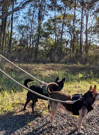 Dogs at Centennial Glen and Porters Pass circuit, Blue Mountains 