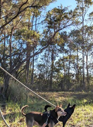 Dogs at Centennial Glen and Porters Pass circuit, Blue Mountains 