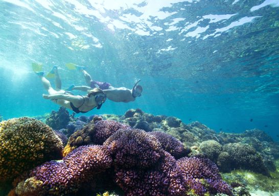 Snorkelling on Lord Howe Island