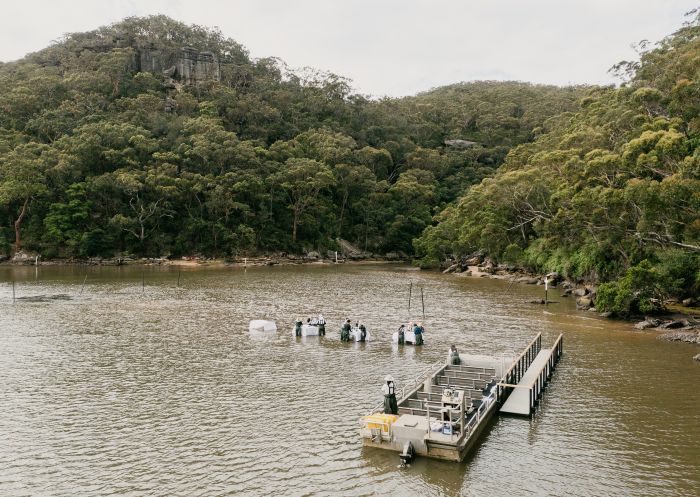 Shucking oysters on the Hawkesbury at Sydney Oyster Farm