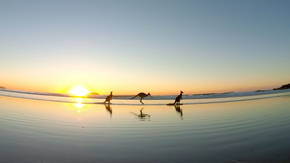 Kangaroos at Emerald Beach, Coffs Coast - Credit: Solitary Islands Surf School