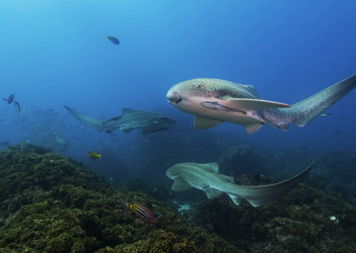 Julian Rocks, Byron Bay School of leopard sharks near Julian Rocks, Byron Bay