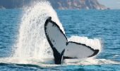 A humpback whale tail slapping in Port Stephens, NSW, Australia