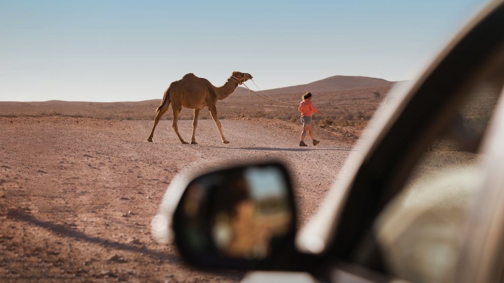Silverton Camel Farm, Silverton