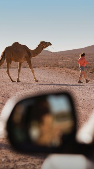 Silverton Camel Farm, Silverton