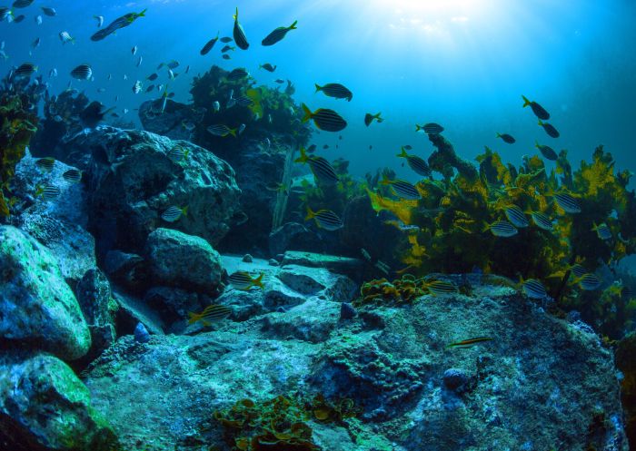 Aquatic life in Bushrangers Bay, Shellharbour.