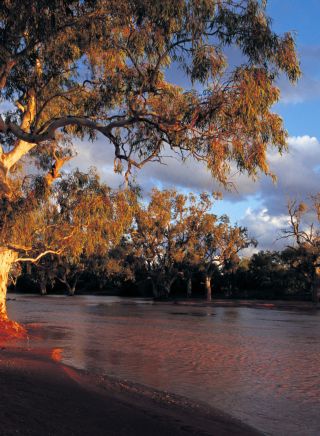 Trees surround a calm Namoi River near Walgett